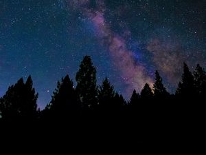 Preview wallpaper nebula, stars, night, spruce, trees