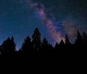 Preview wallpaper nebula, stars, night, spruce, trees