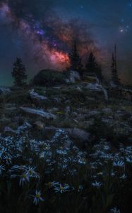 Preview wallpaper nebula, trees, chamomile, rocks, night