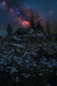 Preview wallpaper nebula, trees, chamomile, rocks, night