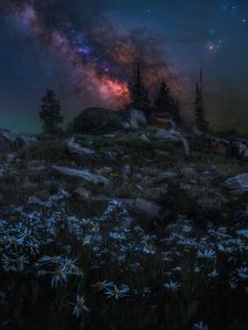 Preview wallpaper nebula, trees, chamomile, rocks, night