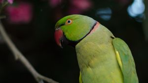 Preview wallpaper necklace parrot, parrot, bird, green