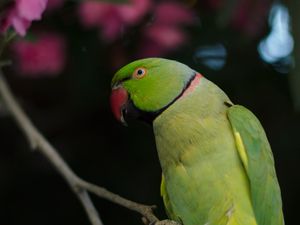 Preview wallpaper necklace parrot, parrot, bird, green