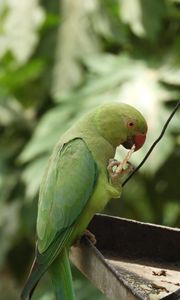 Preview wallpaper necklace parrot, parrot, bird, green, focus