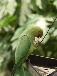 Preview wallpaper necklace parrot, parrot, bird, green, focus