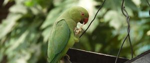 Preview wallpaper necklace parrot, parrot, bird, green, focus