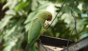 Preview wallpaper necklace parrot, parrot, bird, green, focus