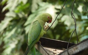 Preview wallpaper necklace parrot, parrot, bird, green, focus