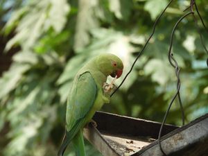 Preview wallpaper necklace parrot, parrot, bird, green, focus