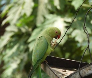 Preview wallpaper necklace parrot, parrot, bird, green, focus