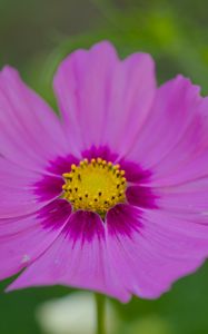 Preview wallpaper nectar, flower, petals, pink