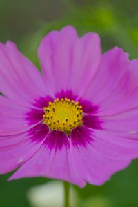 Preview wallpaper nectar, flower, petals, pink