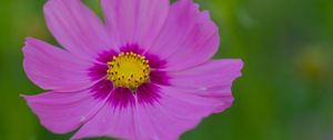 Preview wallpaper nectar, flower, petals, pink
