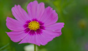 Preview wallpaper nectar, flower, petals, pink