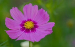 Preview wallpaper nectar, flower, petals, pink