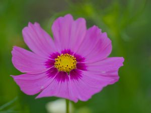 Preview wallpaper nectar, flower, petals, pink