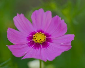 Preview wallpaper nectar, flower, petals, pink