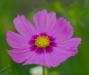 Preview wallpaper nectar, flower, petals, pink