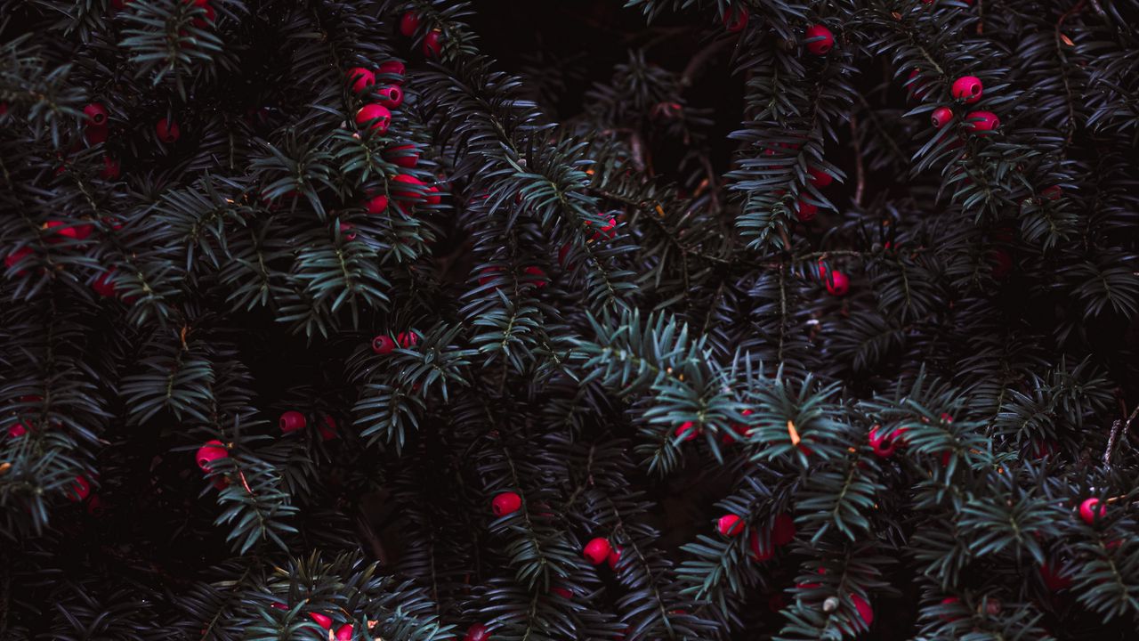 Wallpaper needles, berries, red, plant