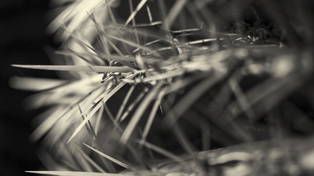 Wallpaper needles, black and white, macro, blur
