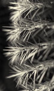 Preview wallpaper needles, black and white, macro, blur