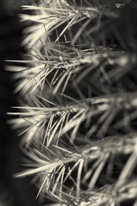 Preview wallpaper needles, black and white, macro, blur