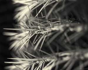 Preview wallpaper needles, black and white, macro, blur