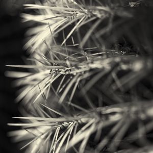Preview wallpaper needles, black and white, macro, blur