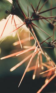 Preview wallpaper needles, blur, light, macro