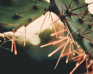 Preview wallpaper needles, blur, light, macro