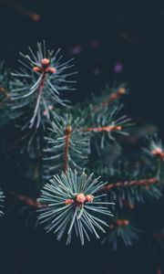 Preview wallpaper needles, branch, dark, macro