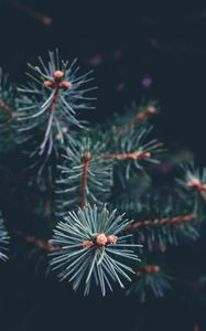 Preview wallpaper needles, branch, dark, macro