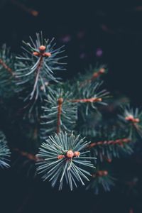 Preview wallpaper needles, branch, dark, macro