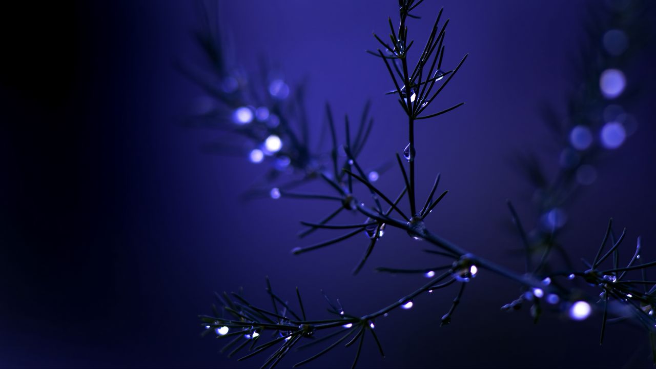 Wallpaper needles, branch, drops, water, blue, dark