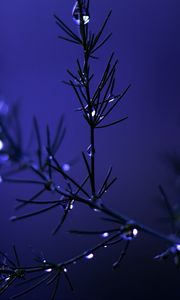 Preview wallpaper needles, branch, drops, water, blue, dark