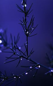 Preview wallpaper needles, branch, drops, water, blue, dark