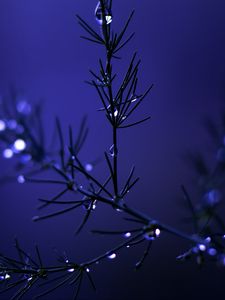 Preview wallpaper needles, branch, drops, water, blue, dark