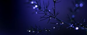 Preview wallpaper needles, branch, drops, water, blue, dark