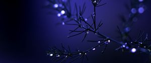 Preview wallpaper needles, branch, drops, water, blue, dark