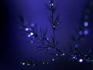 Preview wallpaper needles, branch, drops, water, blue, dark