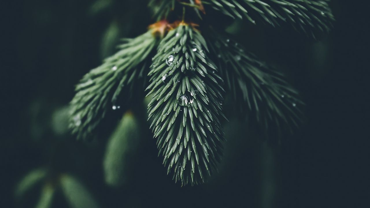 Wallpaper needles, branch, drops, macro