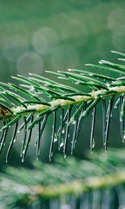 Preview wallpaper needles, branch, drops, water, macro