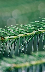 Preview wallpaper needles, branch, drops, water, macro