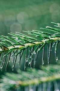 Preview wallpaper needles, branch, drops, water, macro