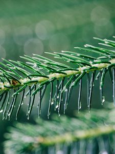 Preview wallpaper needles, branch, drops, water, macro