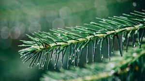 Preview wallpaper needles, branch, drops, water, macro