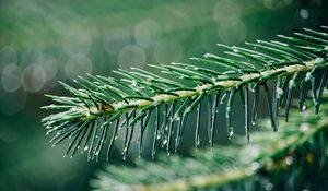 Preview wallpaper needles, branch, drops, water, macro