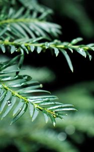 Preview wallpaper needles, branch, drops, rain, macro