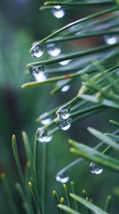 Preview wallpaper needles, branch, drops, macro, green