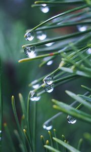 Preview wallpaper needles, branch, drops, macro, green